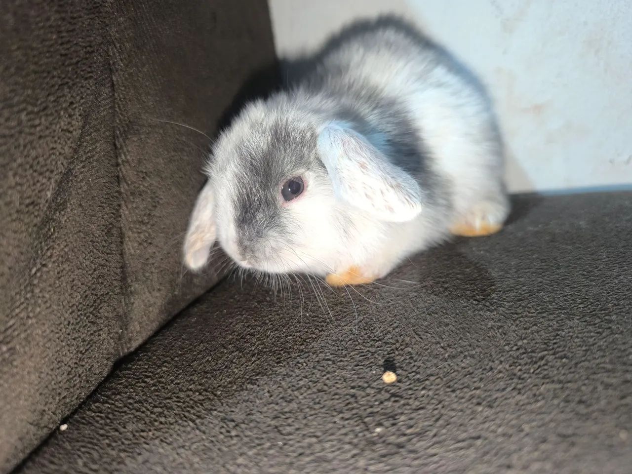 Coelho Mini Lop  - Foto 3