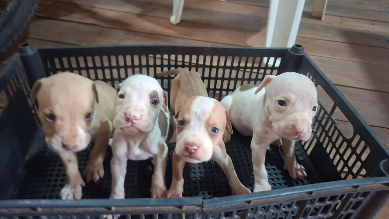Filhotes pitbull - Foto 2