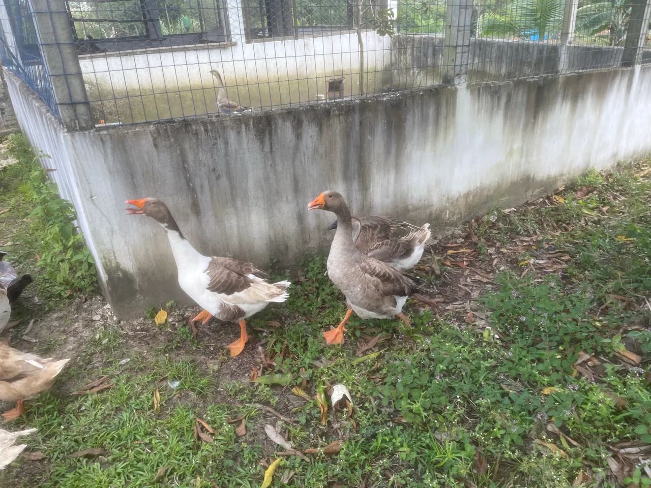 Gansos caipira 