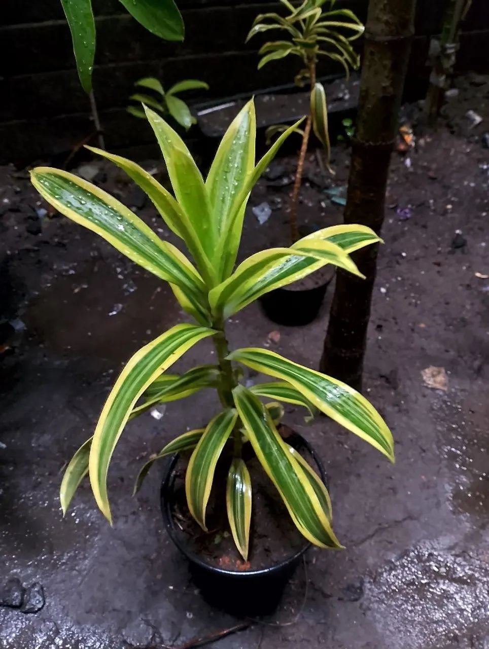 PLANTAS  - Foto 2
