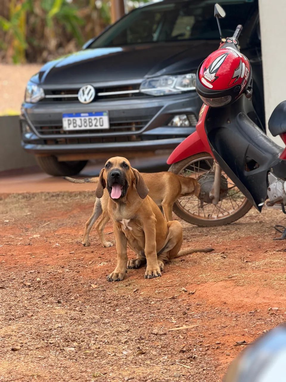 FILA BRASILEIRO