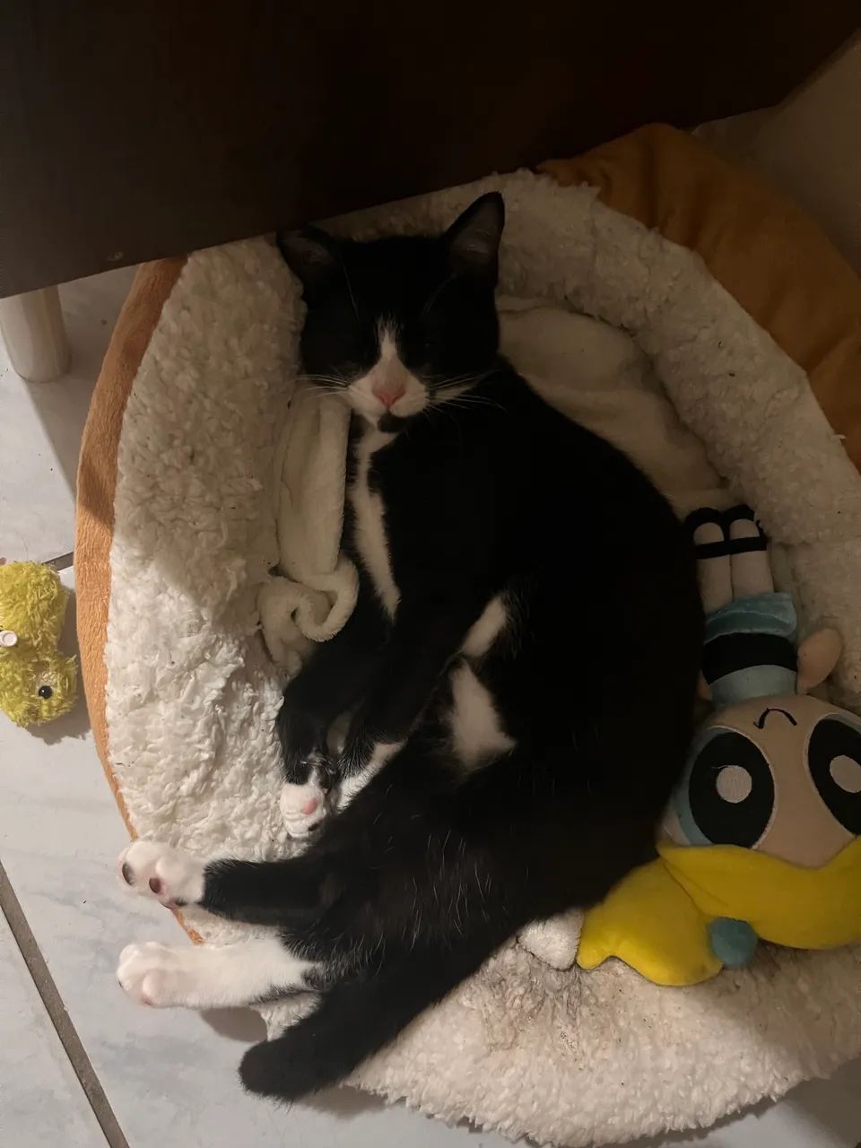 Gatinha para adoção  - Foto 4