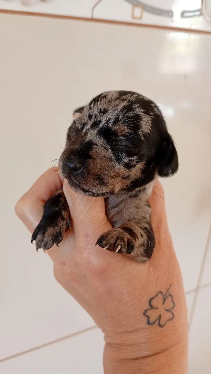 Dachshund mofadinhos - Foto 3