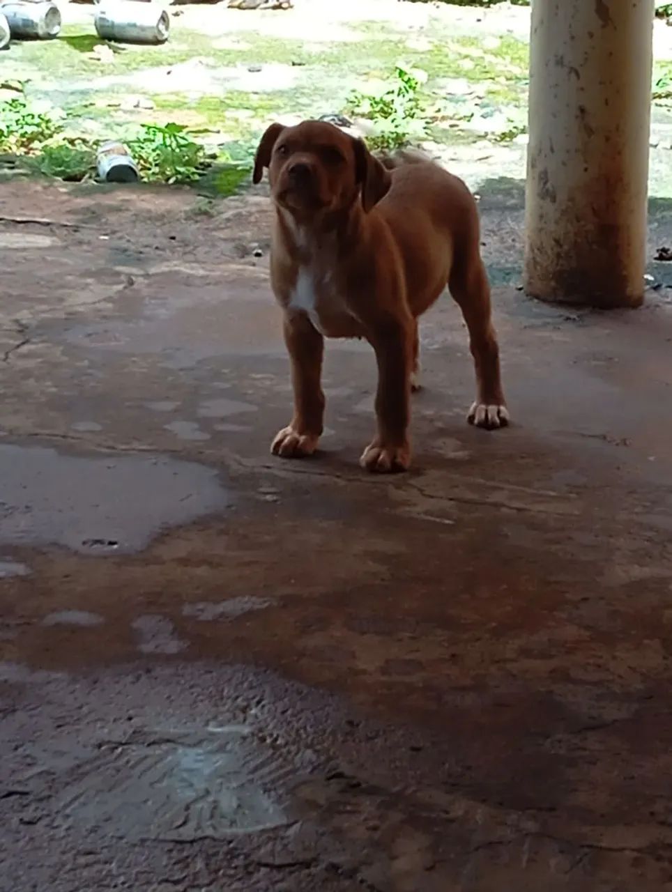 Cachorro filhote pra doação  - Foto 4