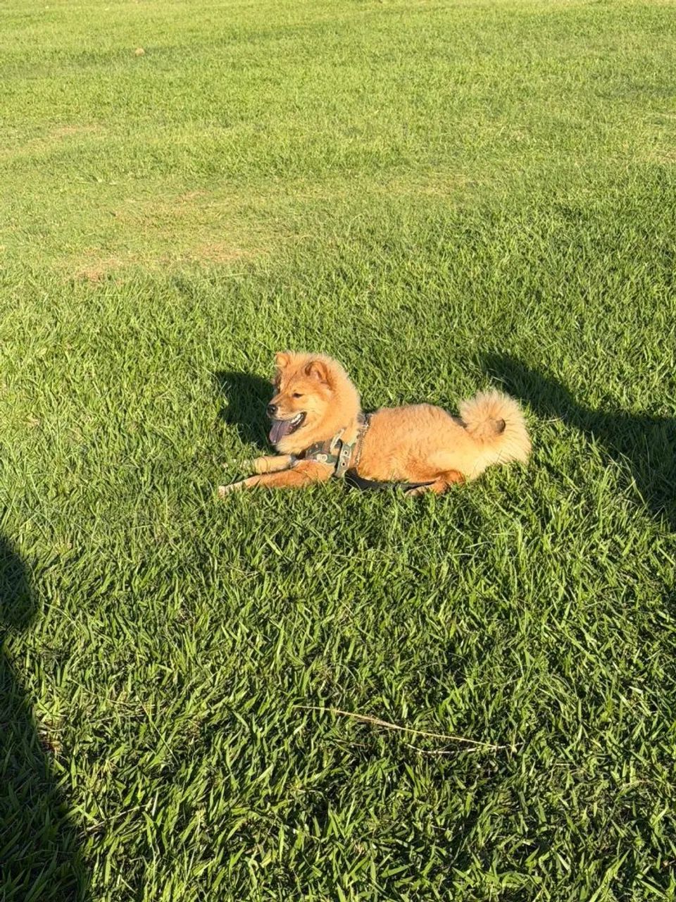 Chow Chow  - Foto 3