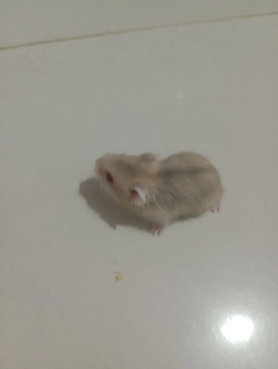Hamster anão russo  - Foto 4