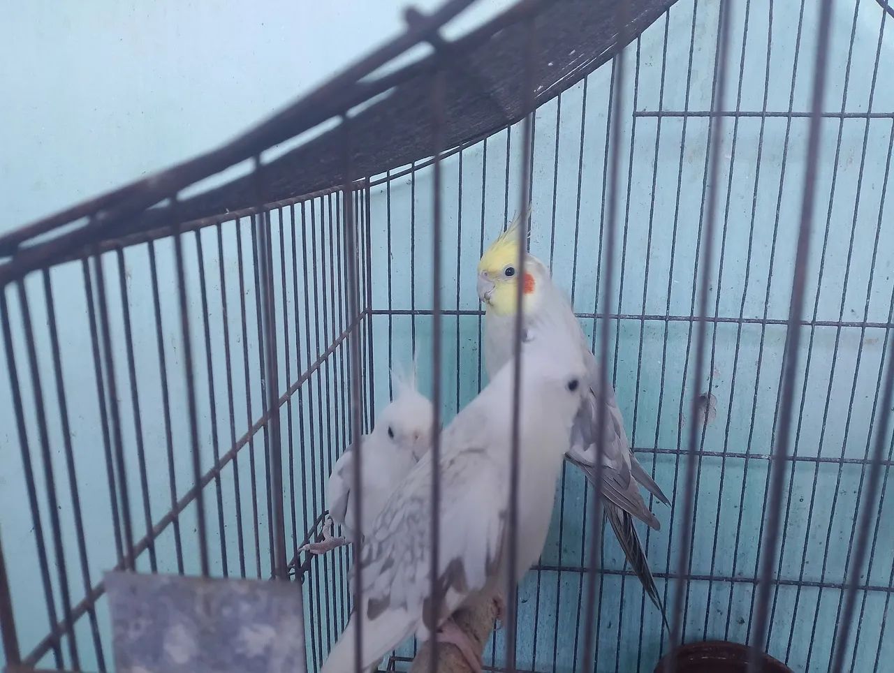 Disponíveis  - Foto 2