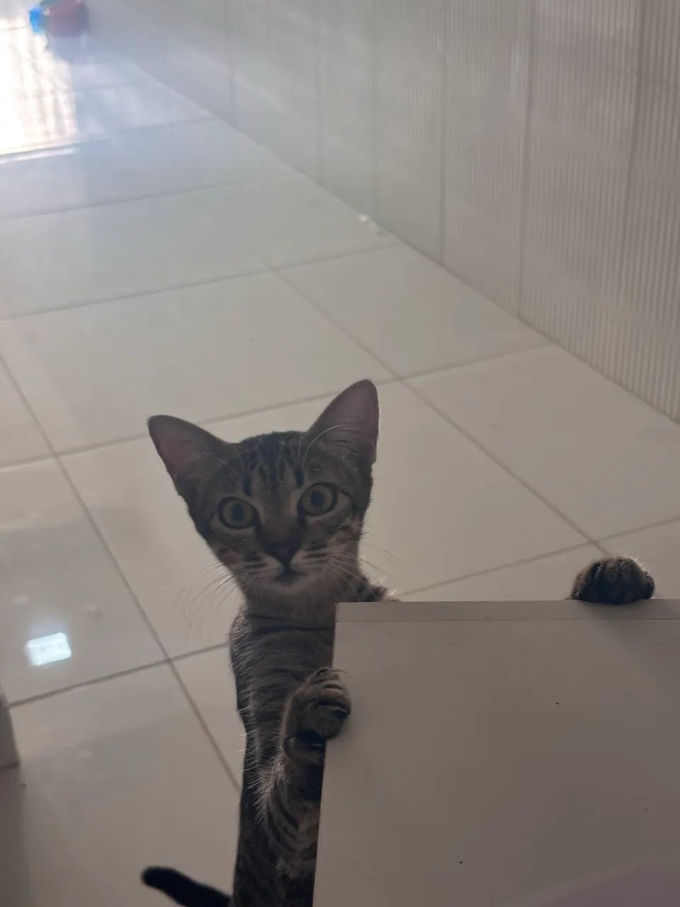 Gata castrada e com vacina