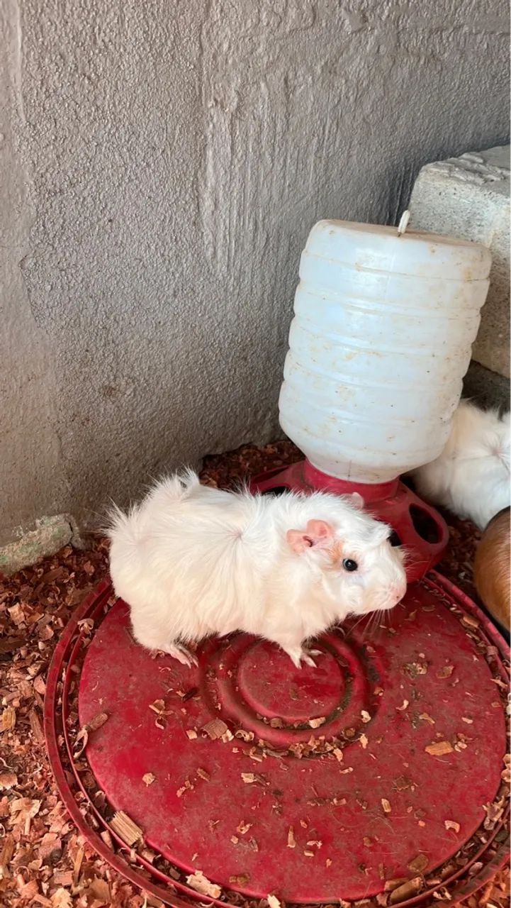 Vende porquinhos da índia  - Foto 2