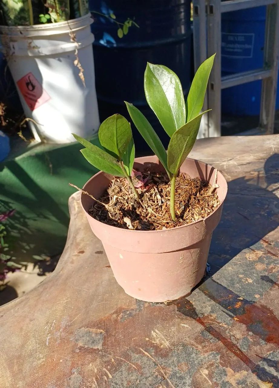 Mudas da Planta Zamioculca - Foto 2