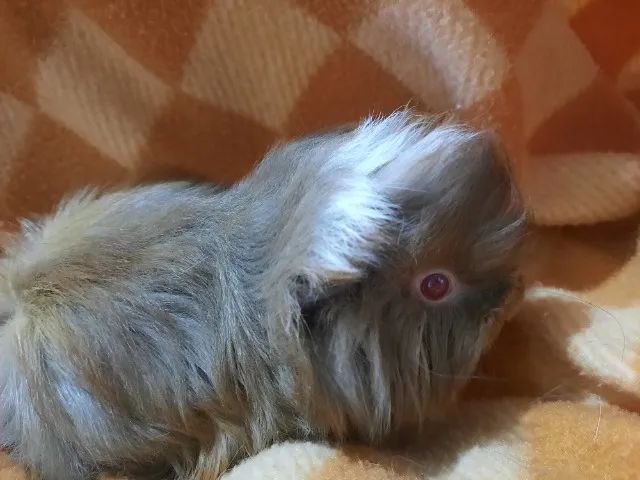 Porquinho da índia raça Peruano - Foto 5