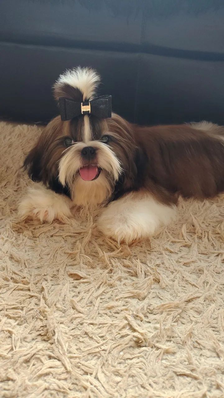 Belíssimo shih tzu  - Foto 4