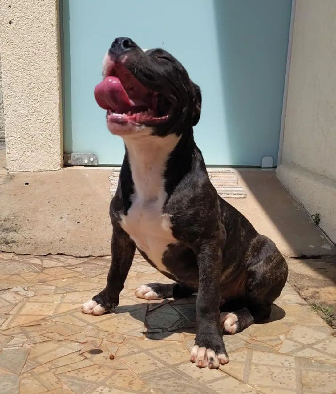 Filhote de Amstaff  - Foto 2