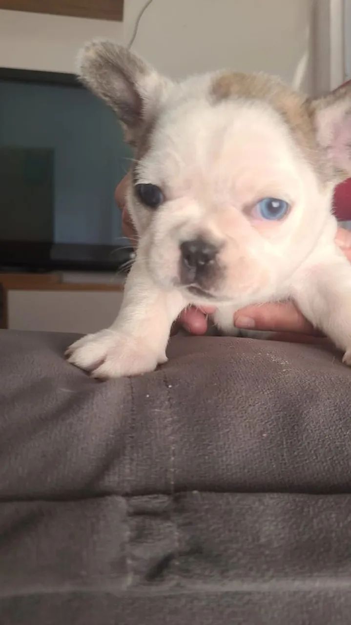 Buldogue francês  - Foto 3