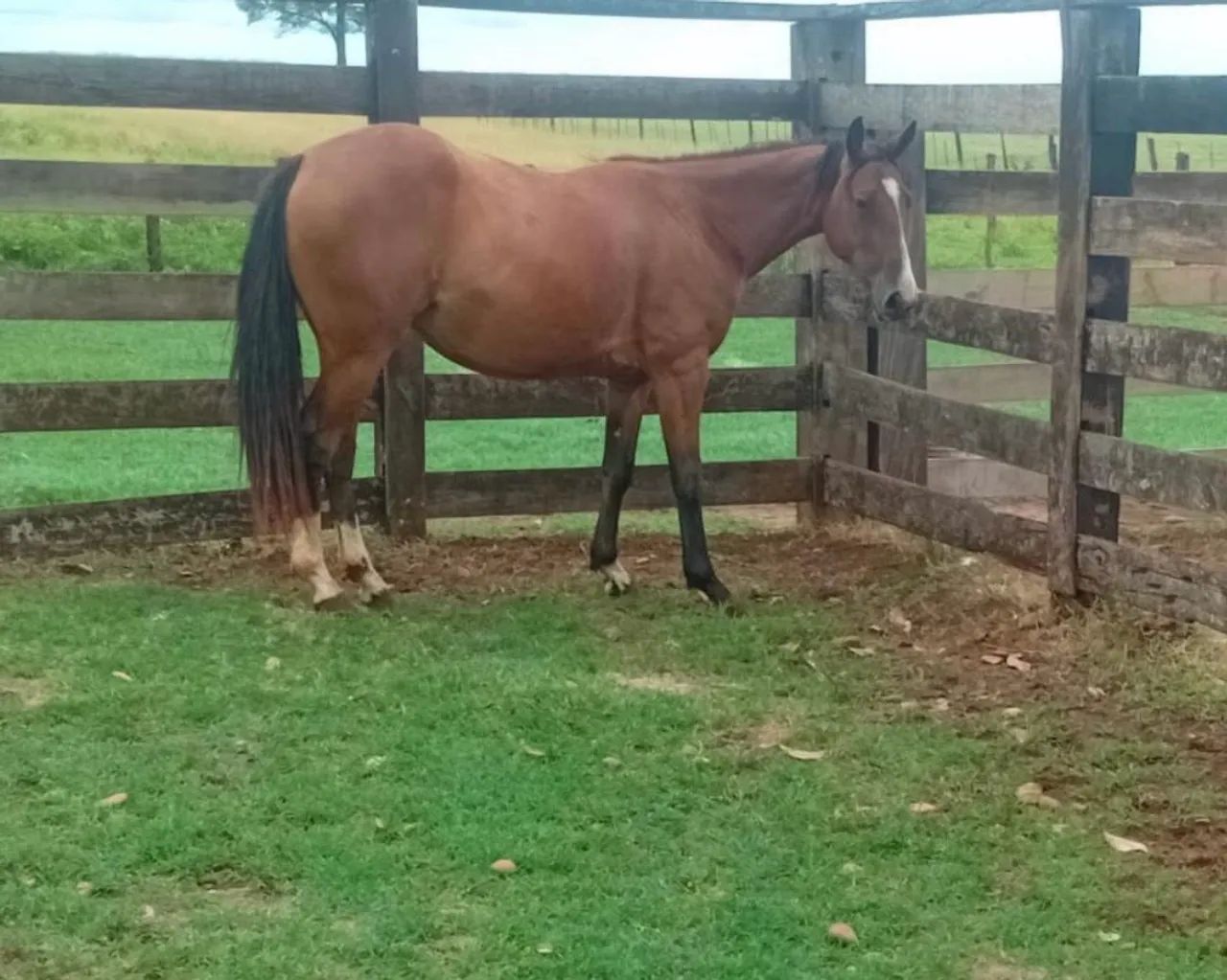 Potra quarto de milha 