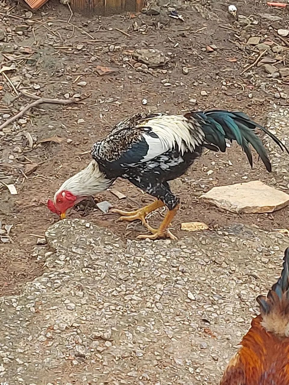 Galinha