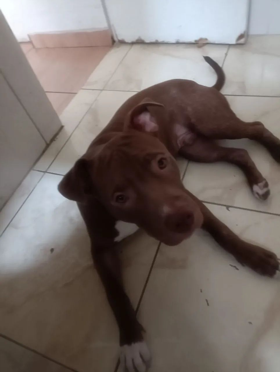 Pitbull
