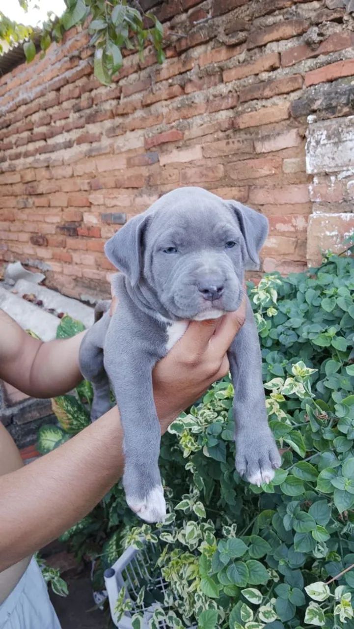Pit monster