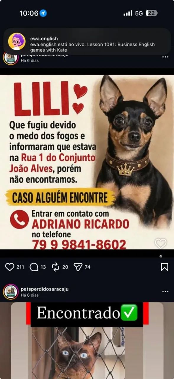 Cadela  Lili perdida 