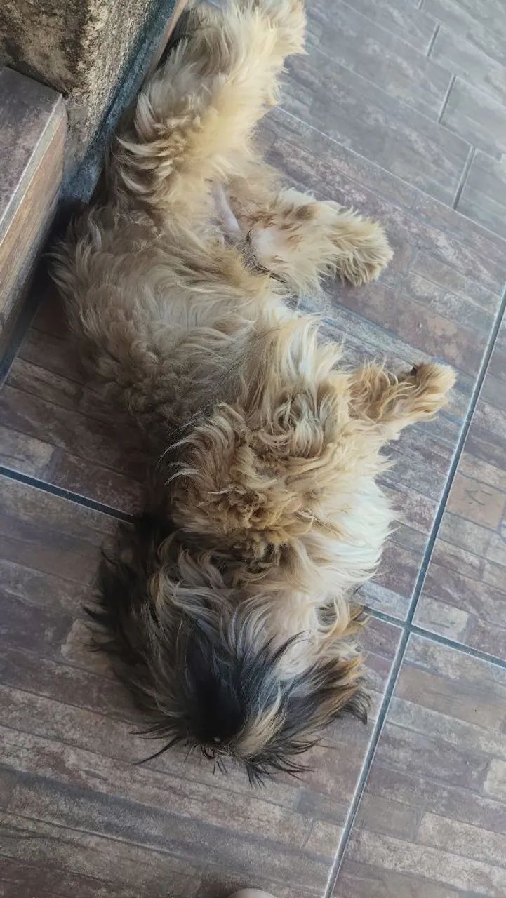 Doando Dois Shitzu machos. - Foto 3