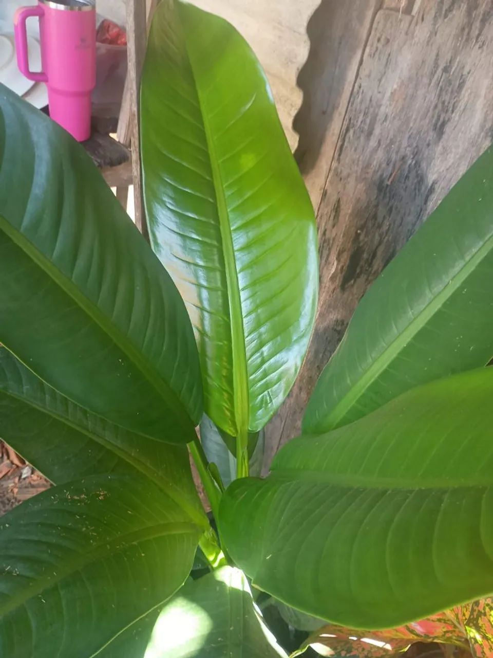 PLANTA DISPONÍVEL ? - Foto 5