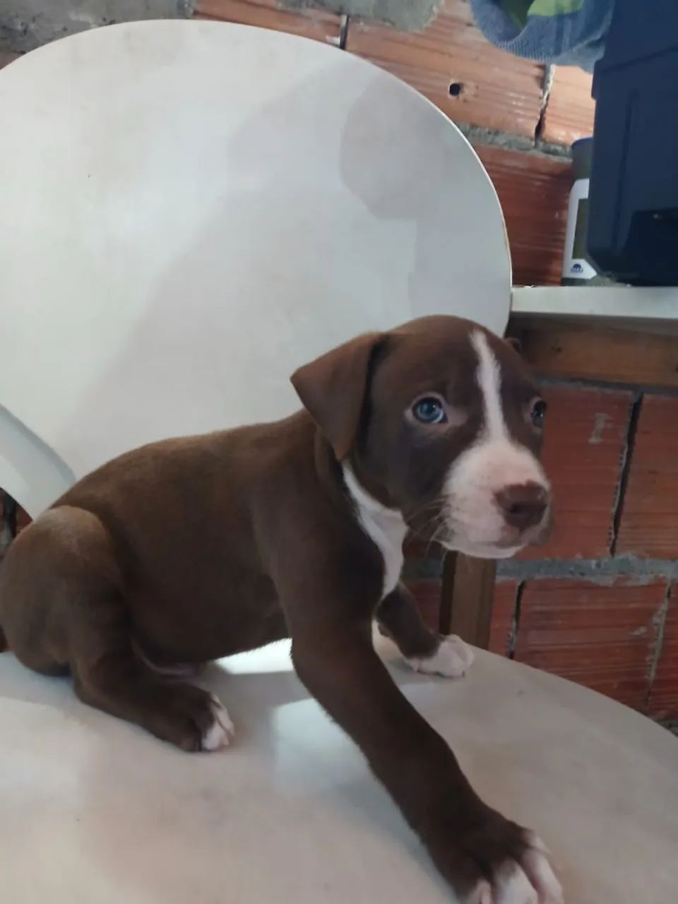 Filhote de pit bul - Foto 2