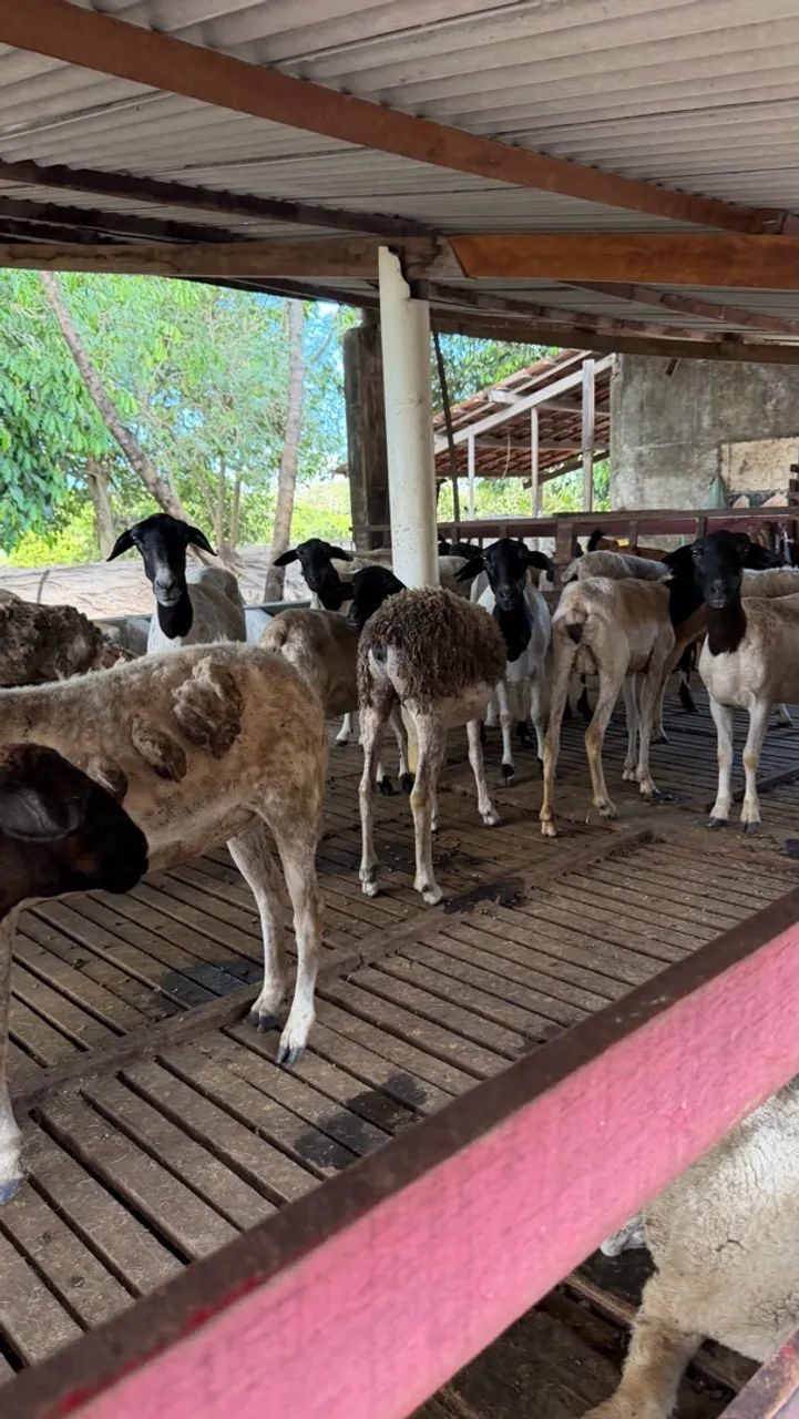 Ovelhas  - Foto 2