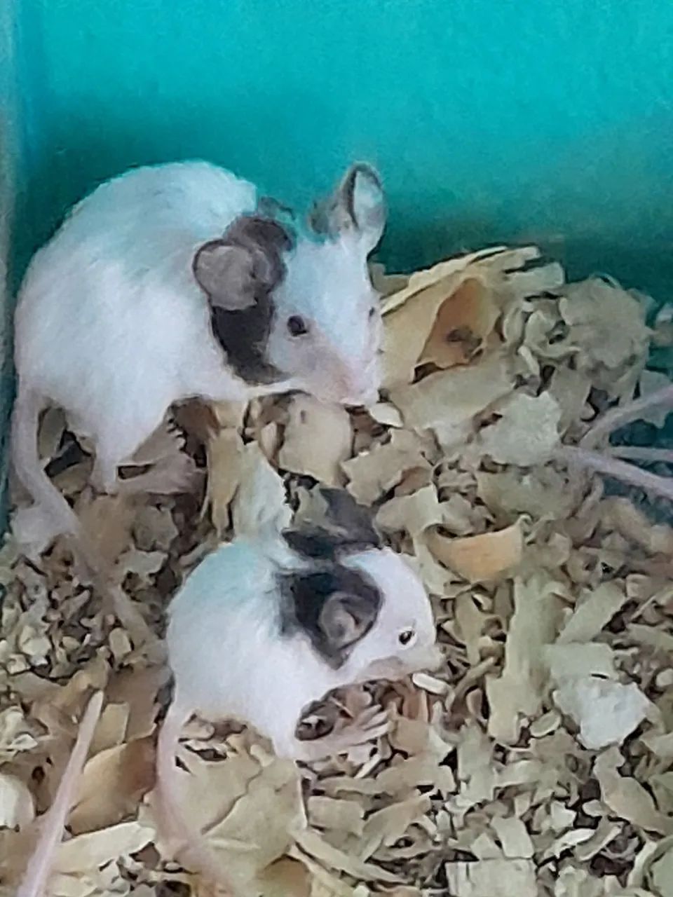 Ratos topolinos  - Foto 3