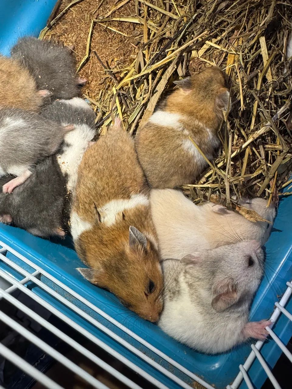 hamster  - Foto 2