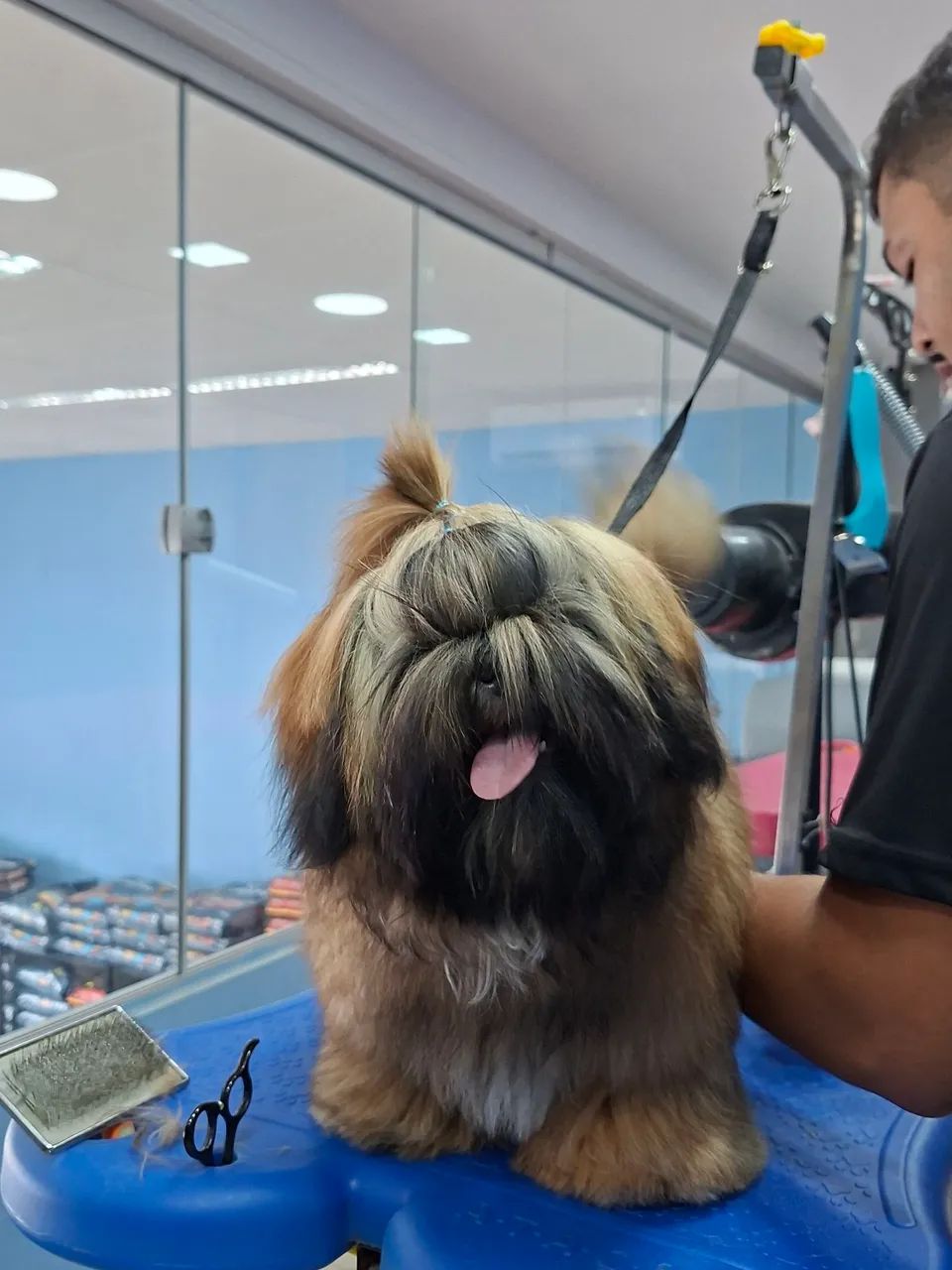 Cachorro ?  - Foto 5