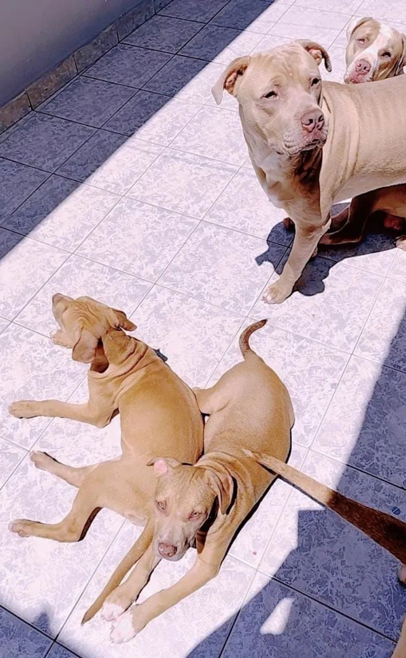 Cachorros ? pitbul - Foto 2