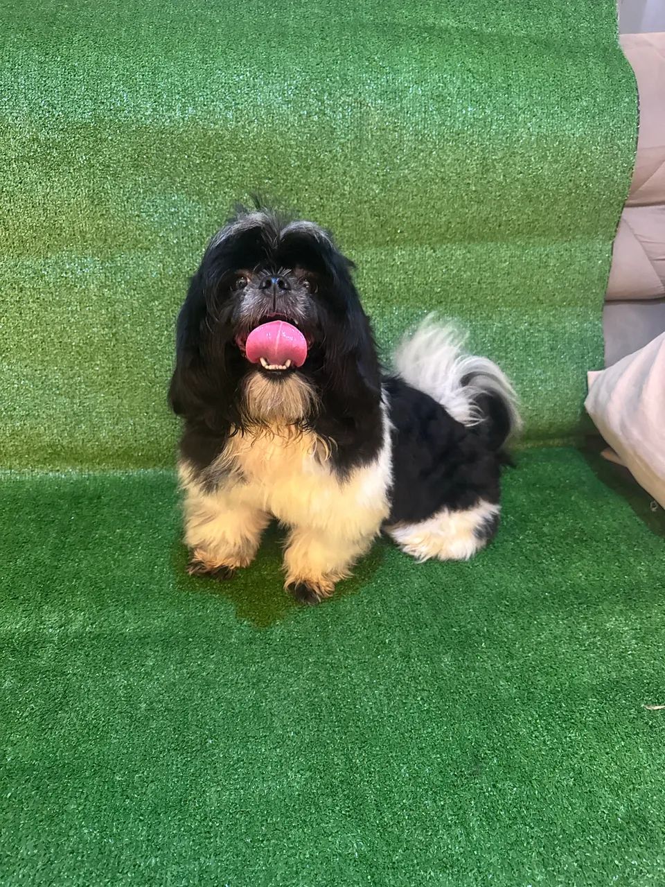 Cachorro  - Foto 3