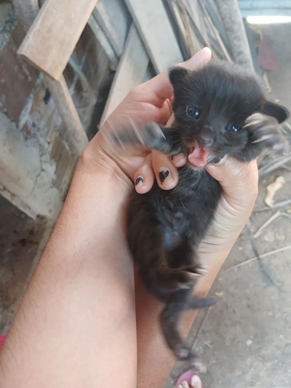 Doação de gatinhos  - Foto 5