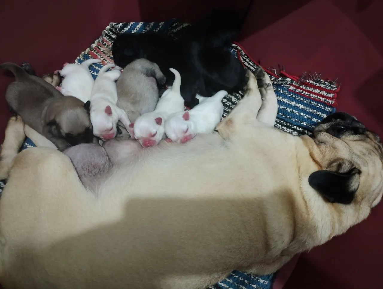 Bebês de Pug pra reserva 