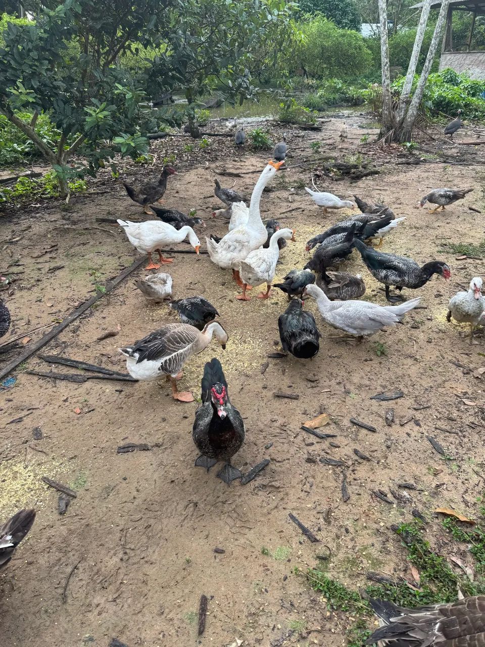 Vendo patos lindo d saudável  - Foto 3