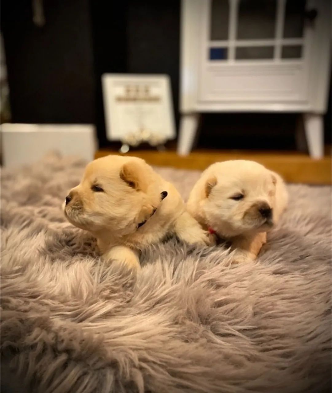 Últimos filhotes de Chow Chow! Fale comigo no WhatsApp e garanta o seu!