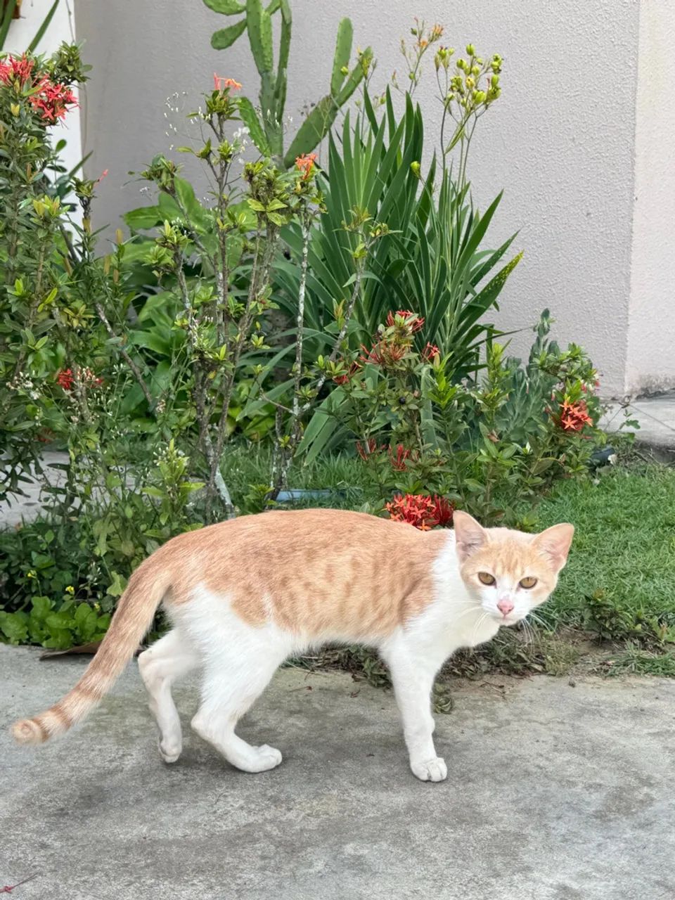 Gatinha para adoção responsável- castrada - Foto 3