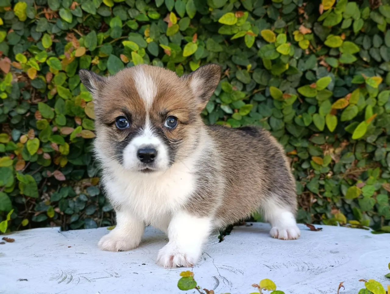 Lindos, Corgi Pembroke 