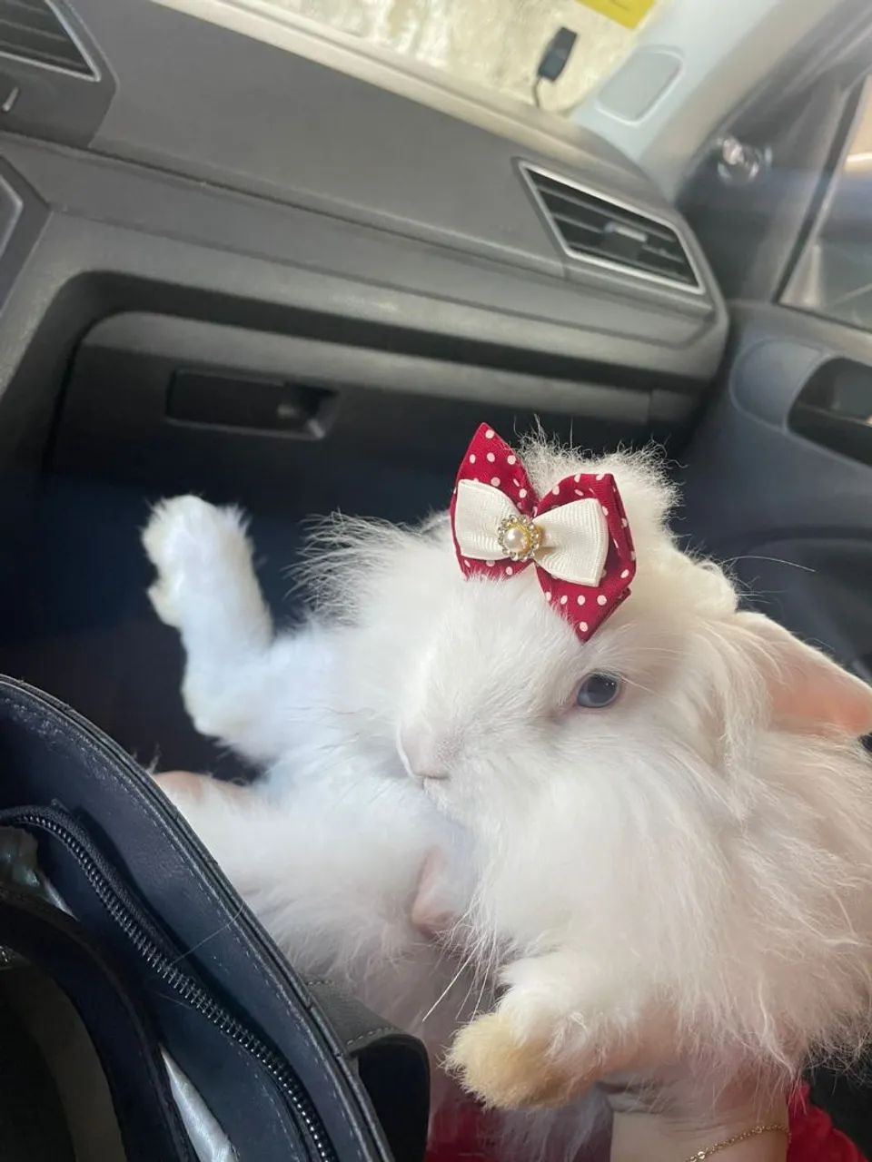 VENDO COELHINHA LION HEAD - FÊMEA  - Foto 4