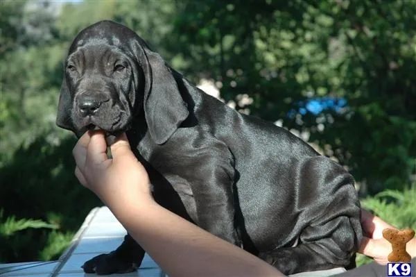 Fila Brasileiro 