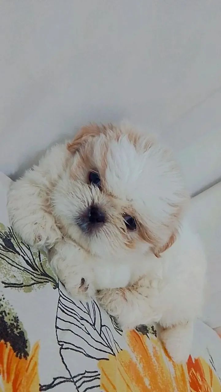 Cachorro shih Tzu macho