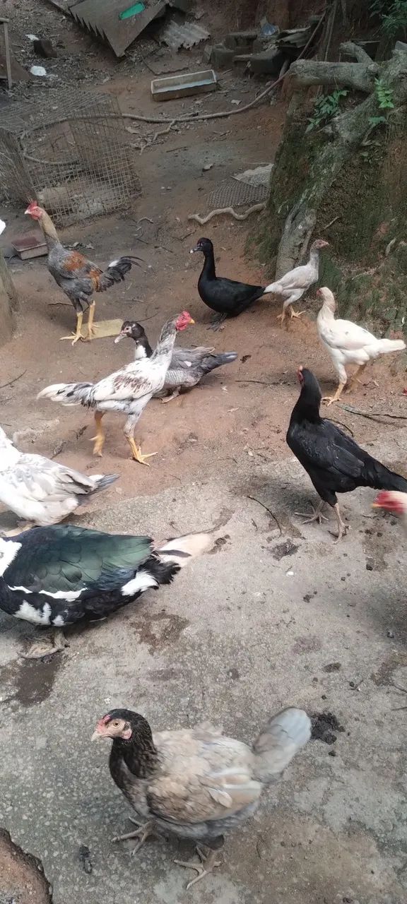 Galinha frango caipira e pato  - Foto 2
