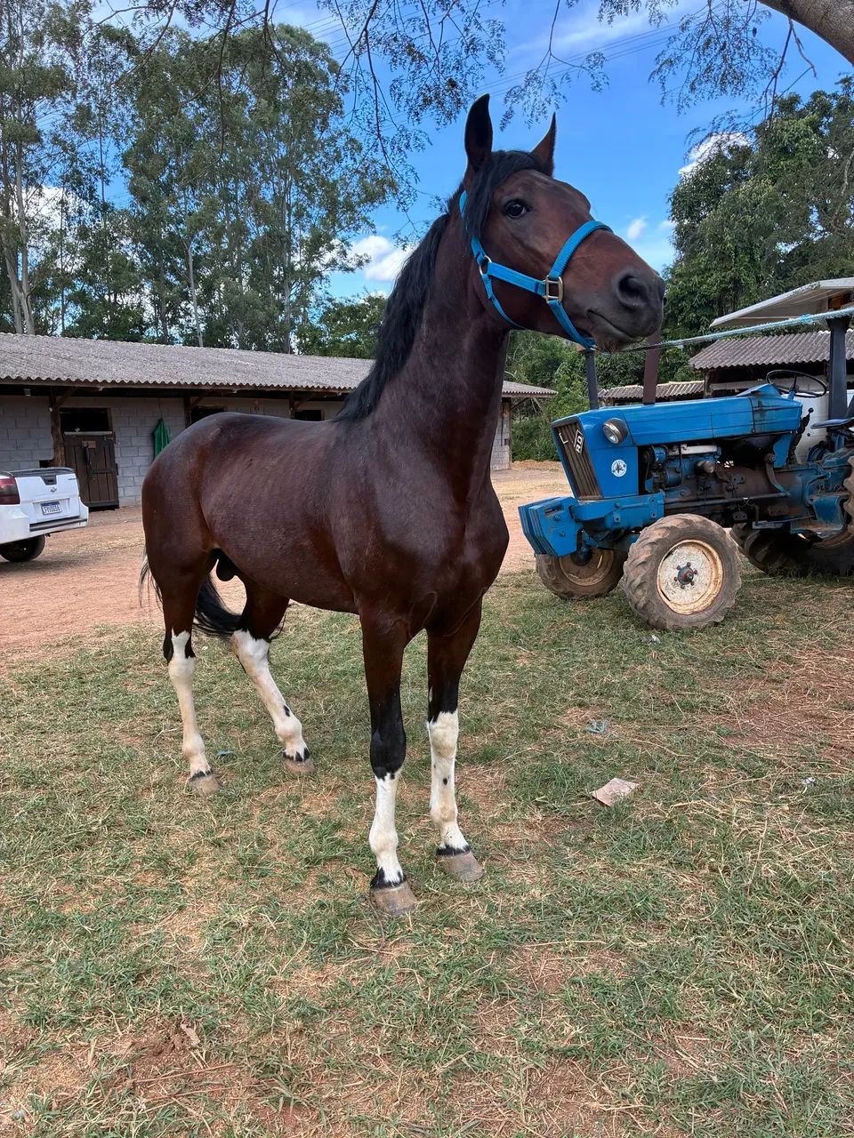 Mangalarga Paulista Pampa  - Foto 3