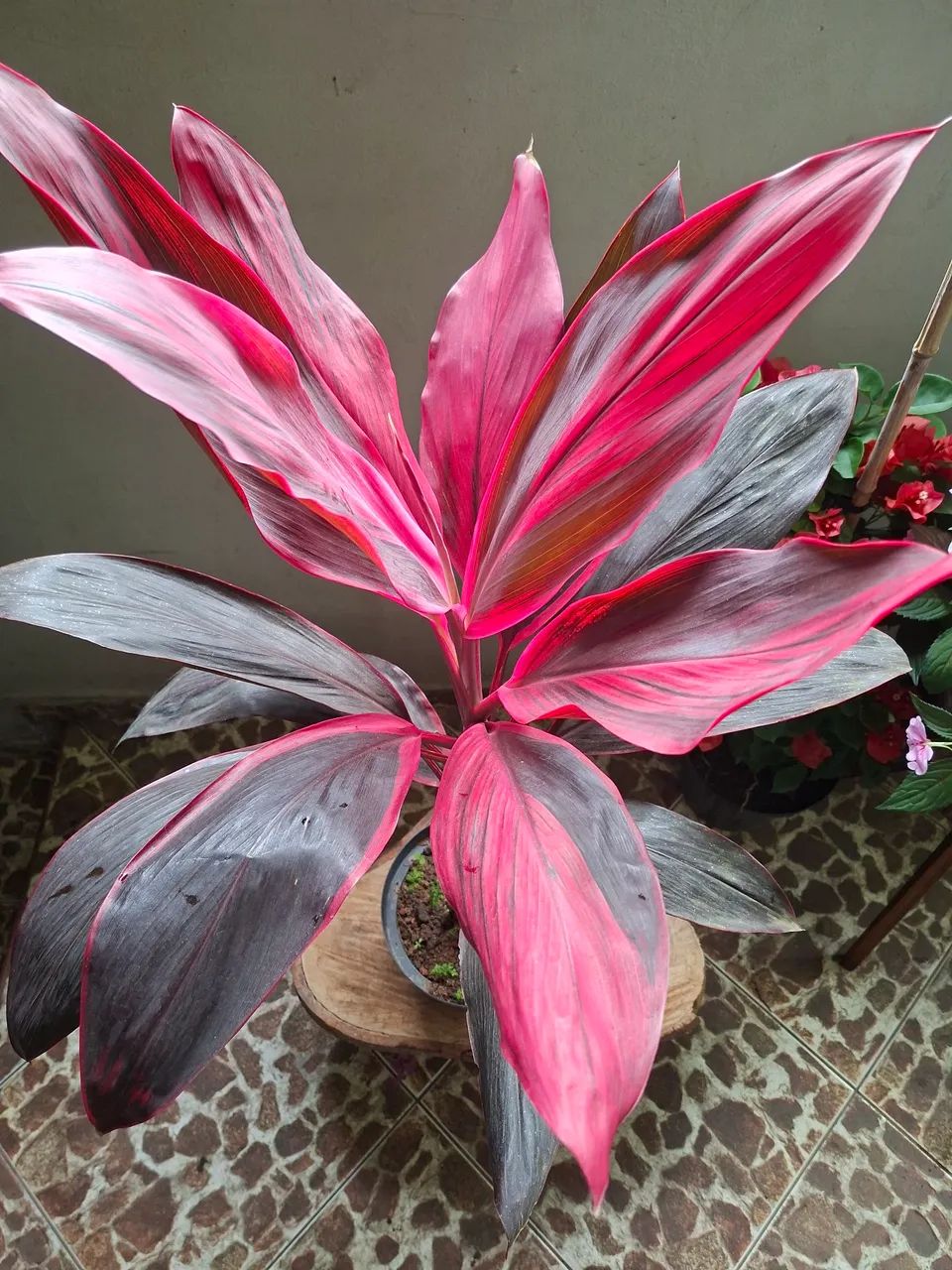 Dracena 