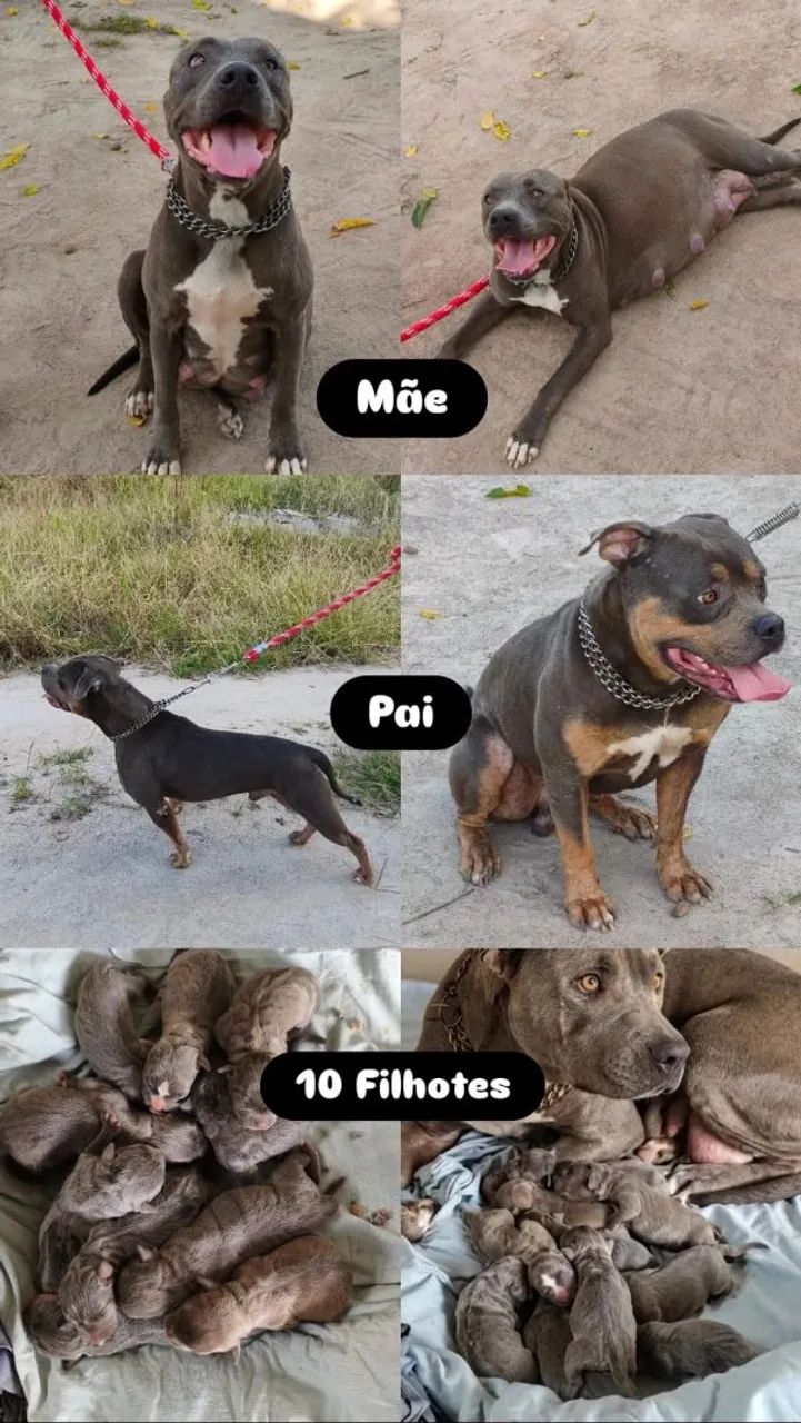Filhotes de Pitmonster com Pedigree