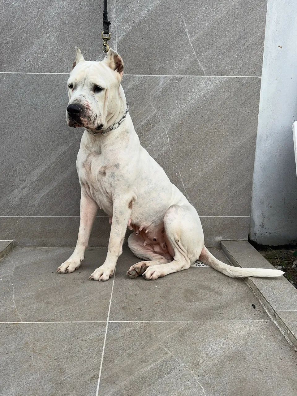 MATRIZ DOGO ARGENTINO  - Foto 5