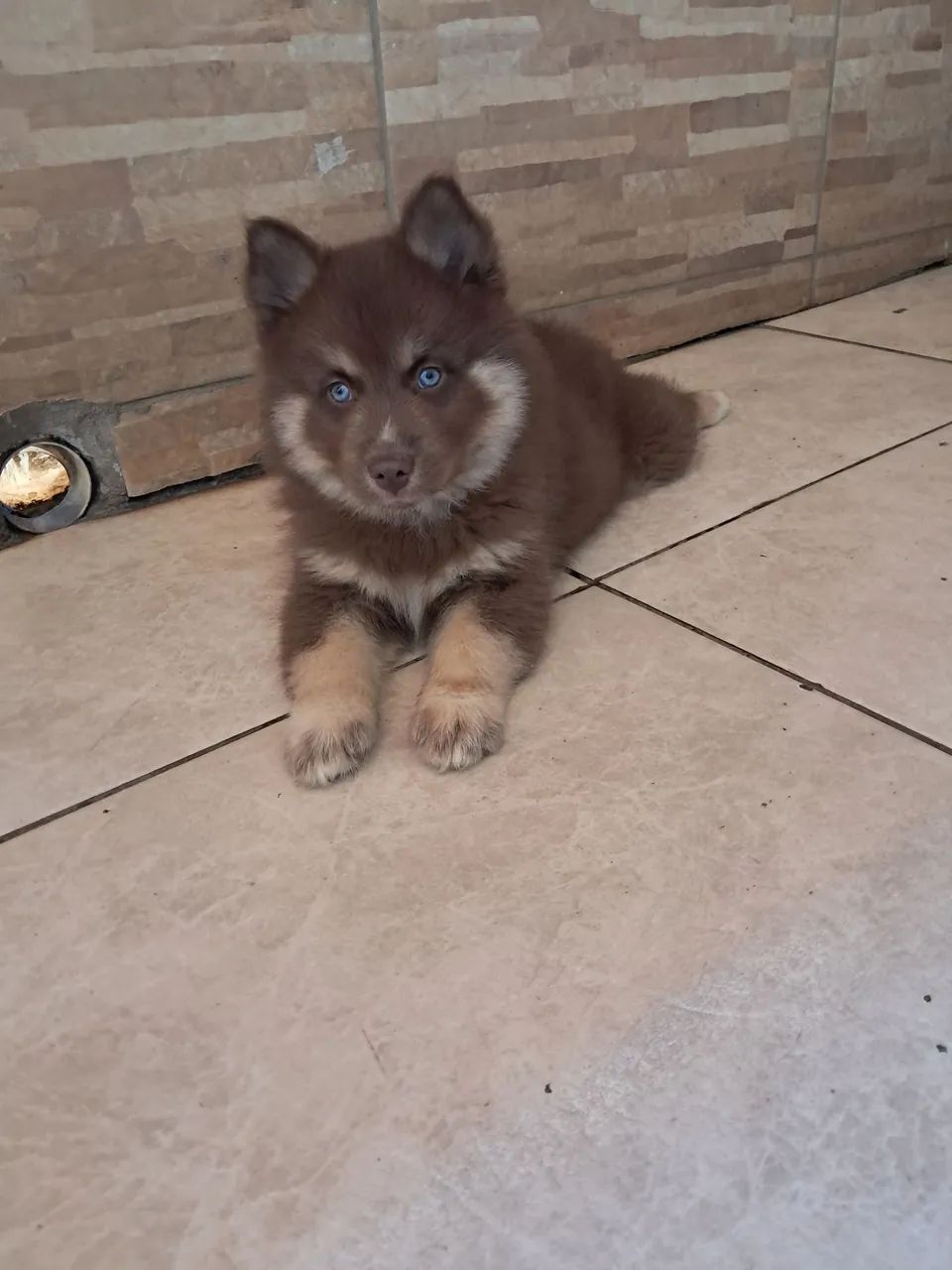 Animais  de estimação 