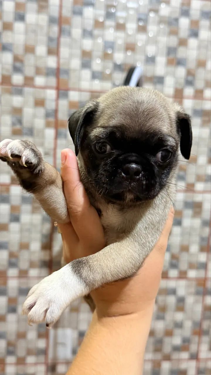 Pug macho  - Foto 2