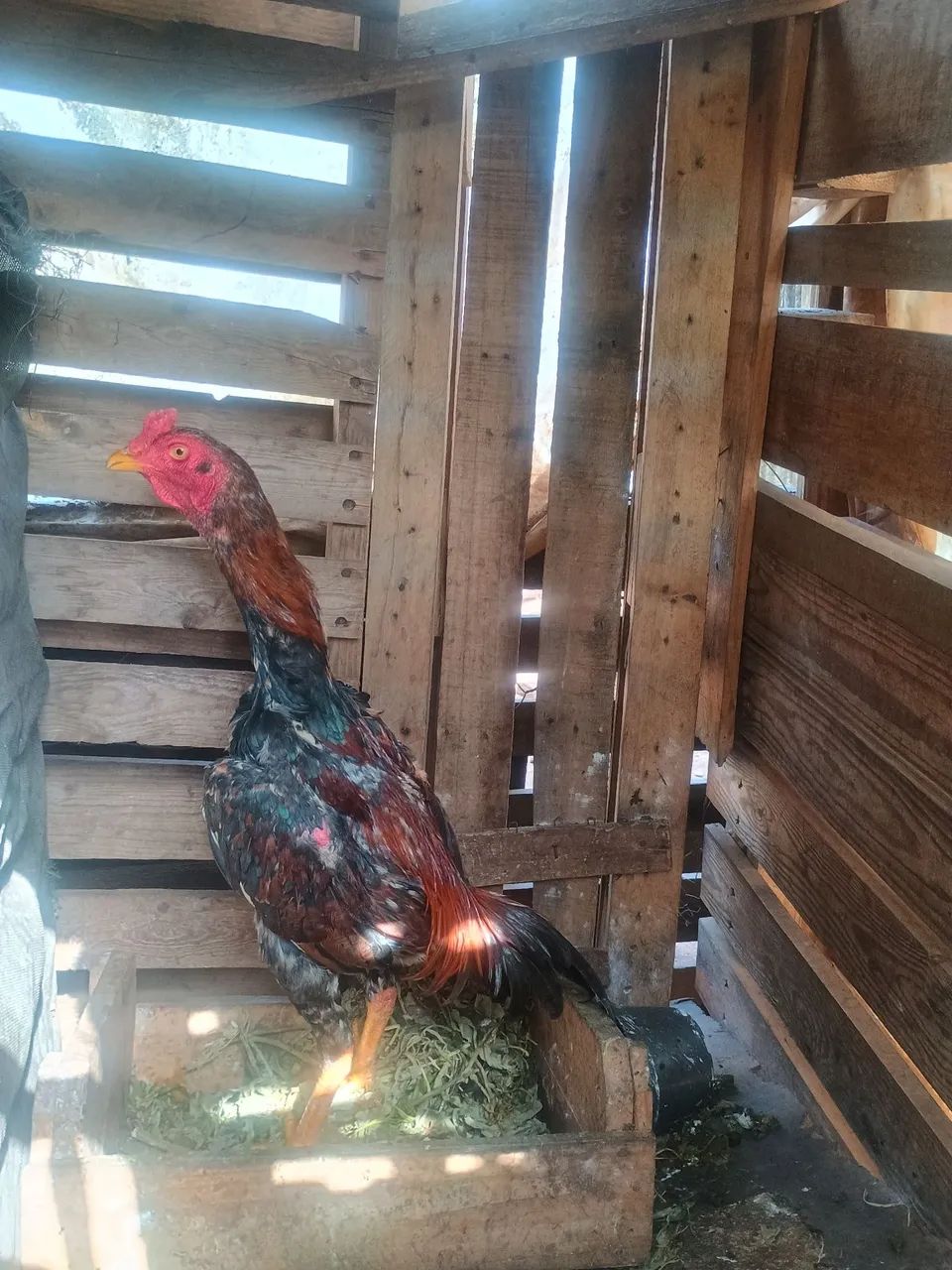 Frango  - Foto 2