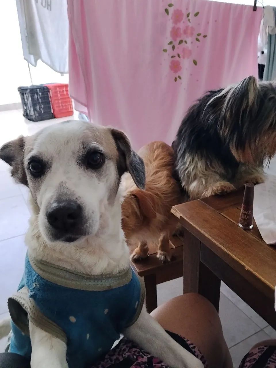 Cadela para adoção 